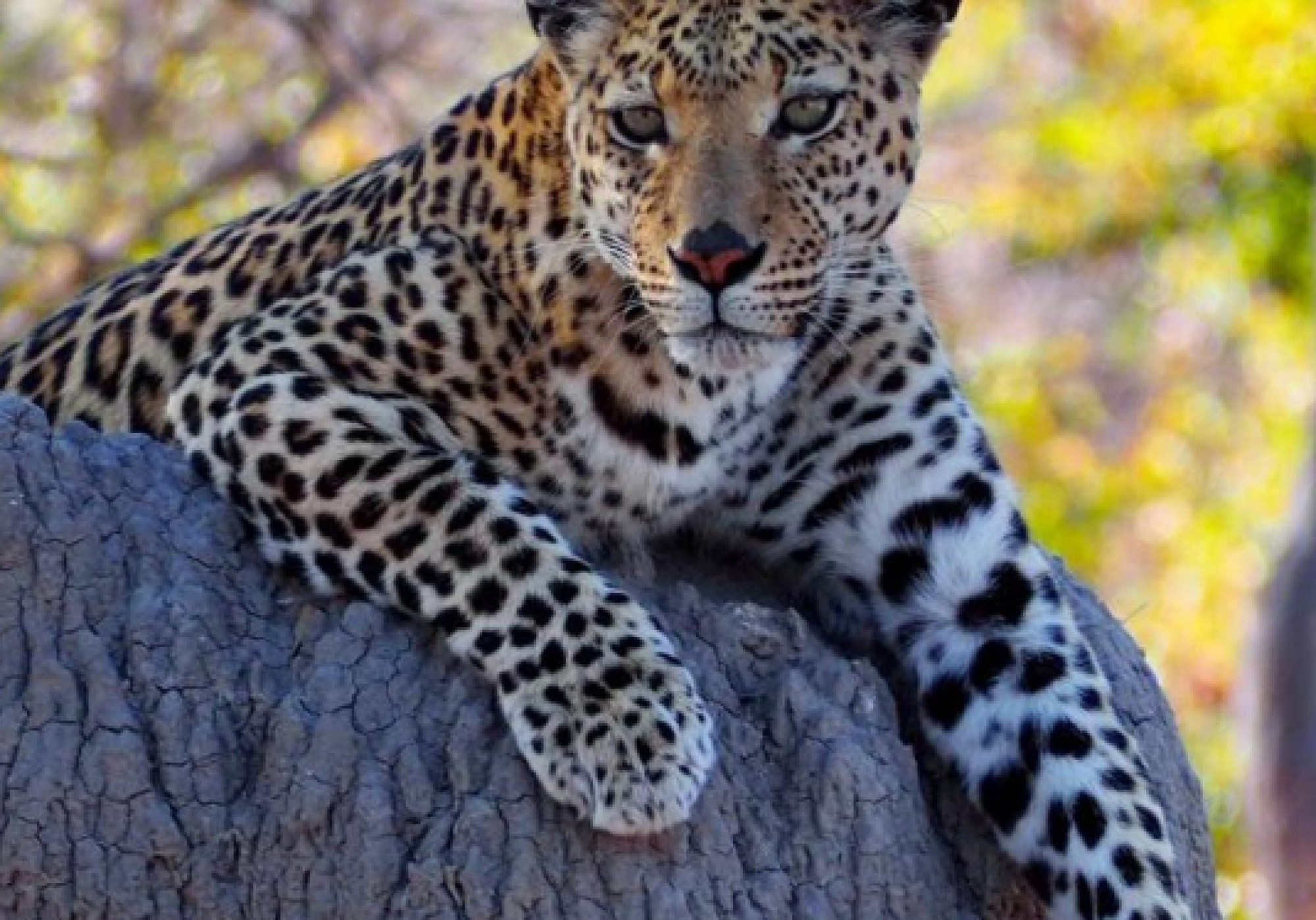 BOTSWANA E ZIMBABWE ADVENTURE