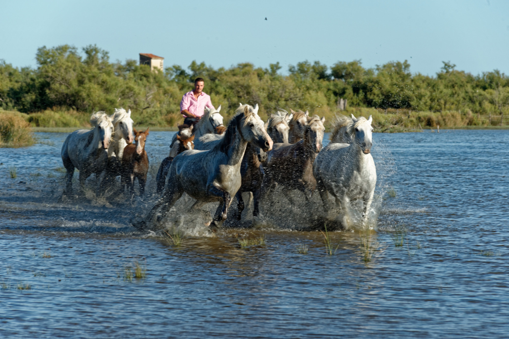 VIAGGIO EVENTO FESTA GITANI CAMARGUE DAL 24 al 25 MAGGIO