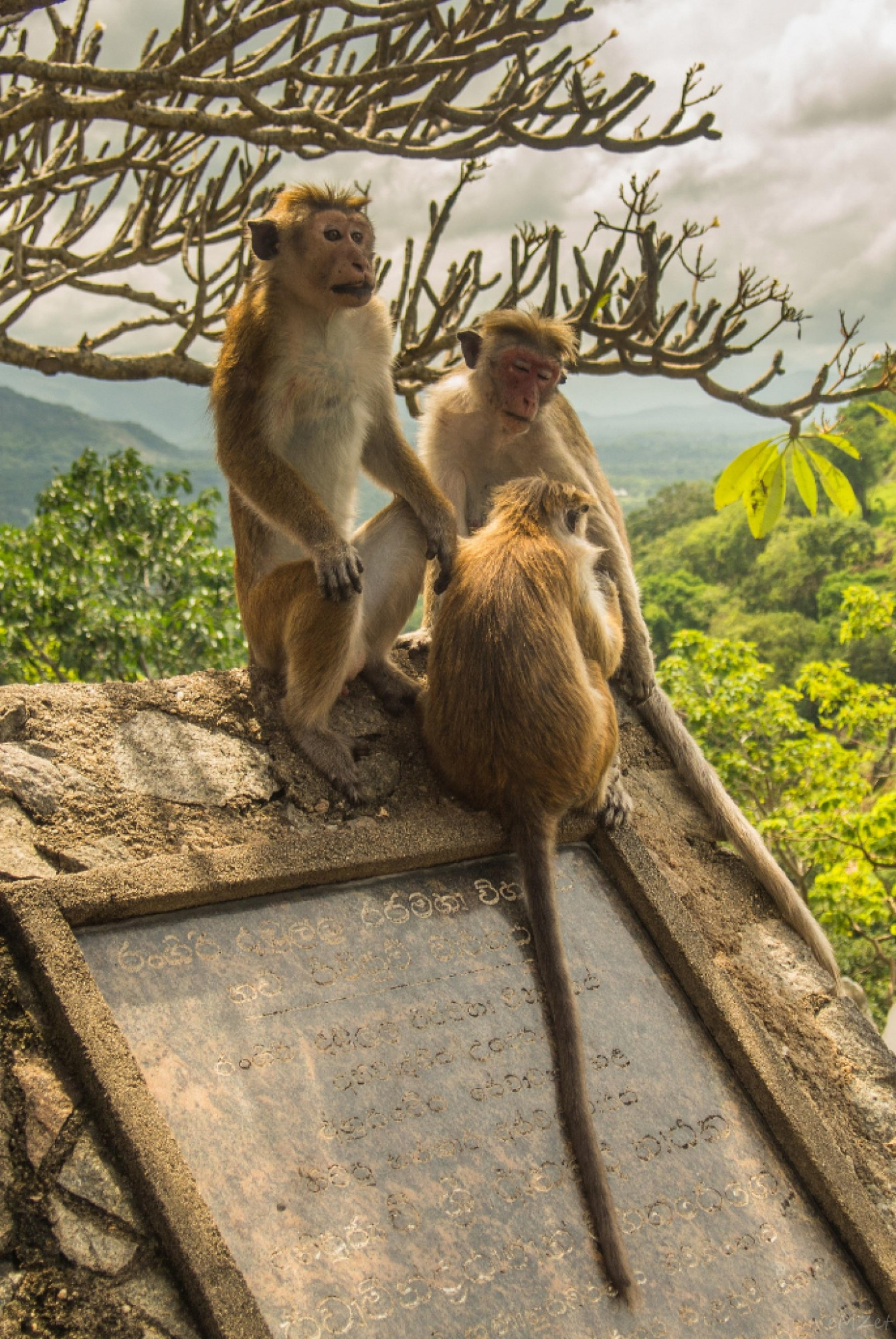 SRI LANKA IL PAESE DELLE MERAVIGLIE