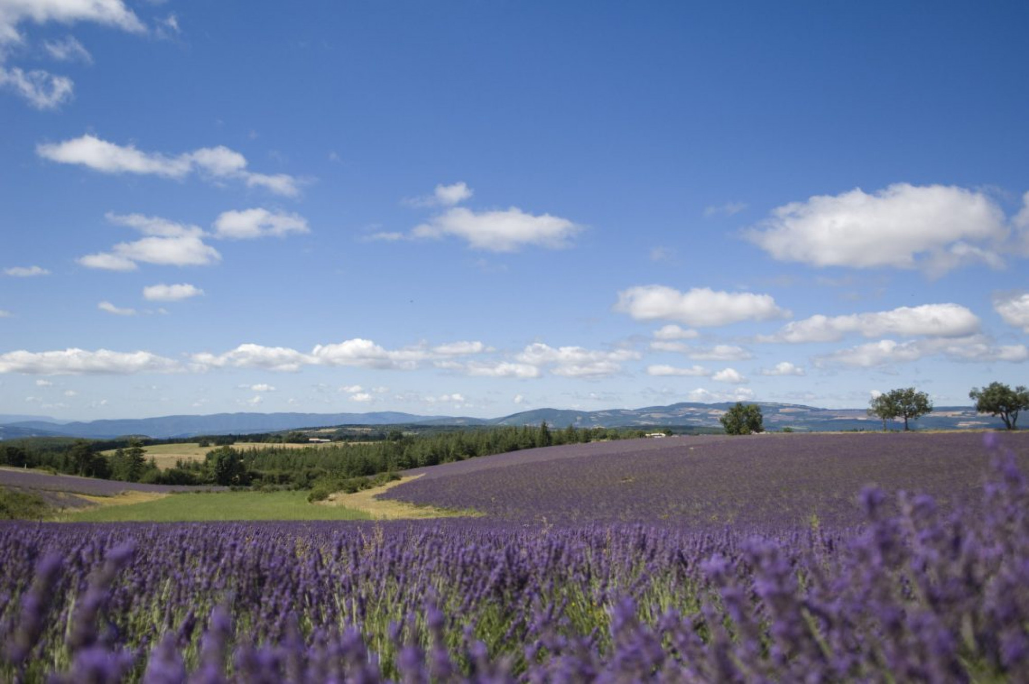 PROFUMO DI LAVANDA E GORGES DU VERDON